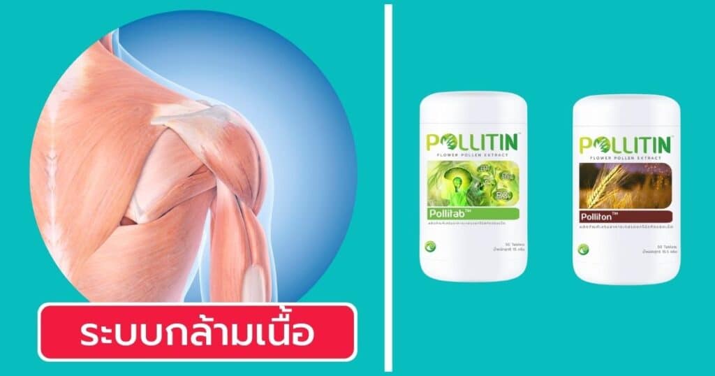 วิธีเลือกพอลลิติน ระบบกล้ามเนื้อ