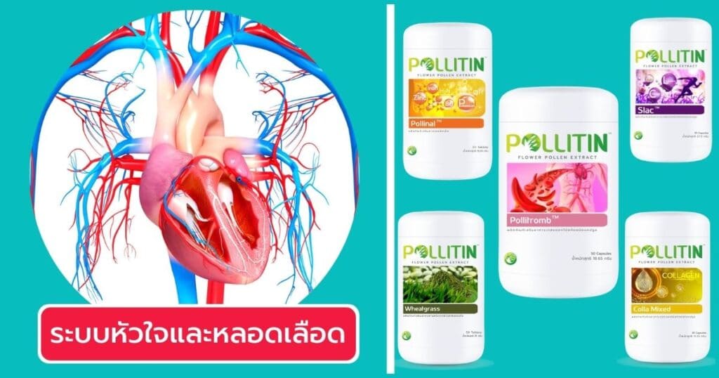 วิธีเลือกพอลลิติน ระบบหลอดเลือด