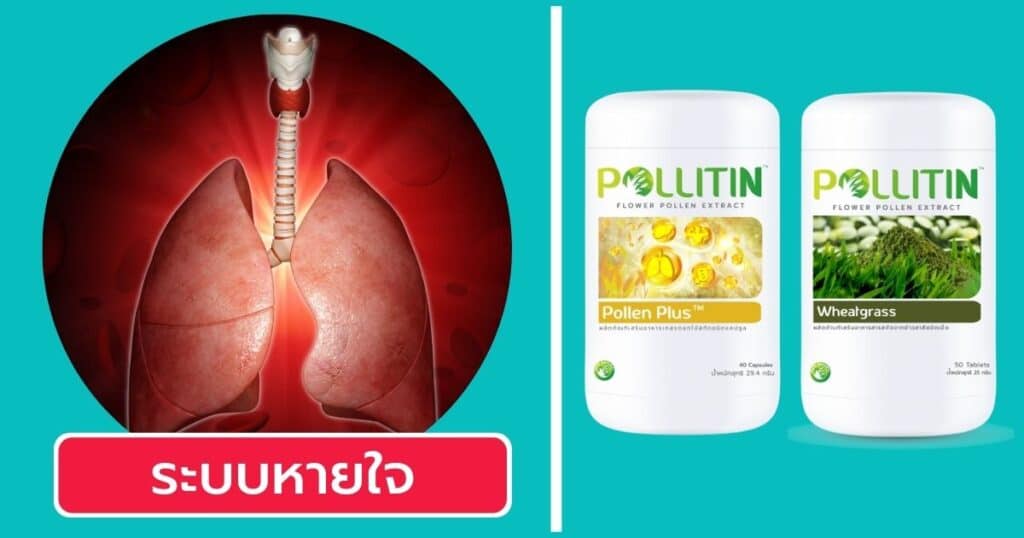 วิธีเลือกพอลลิติน ระบบหายใจ