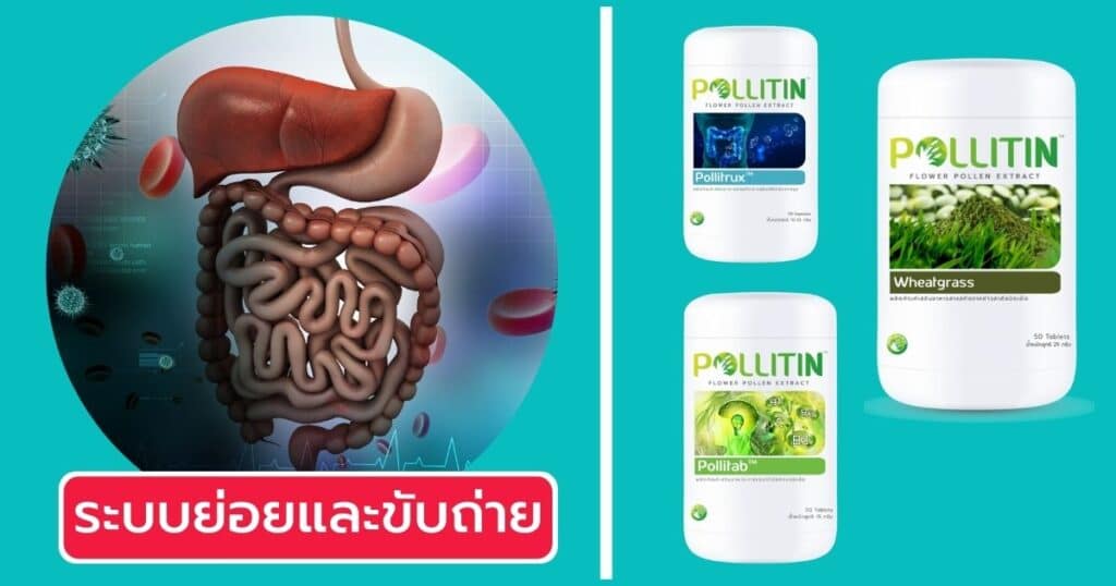 วิธีเลืือกพอลลิติน ระบบย่อยและขับถ่าย