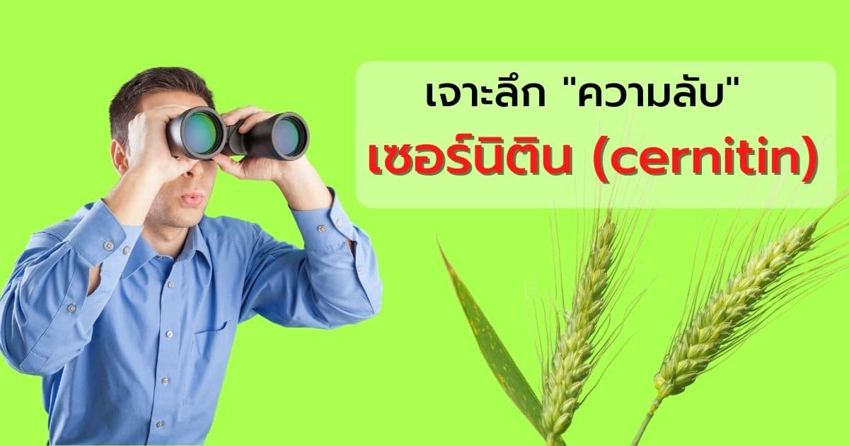 เจาะลึกเซอร์นิติน